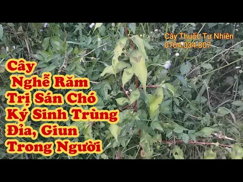 Cây Nghể Răm ( Rau Nghể ) Trị Sán Chó Ký Sinh Trùng Hiệu Quả - YouTube