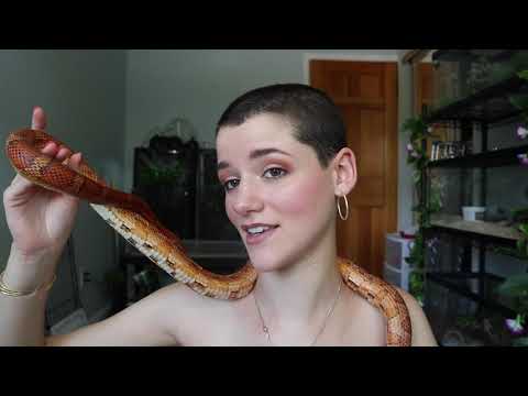 Are Corn Snakes Nice?