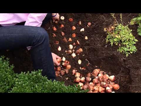 Video: How To Plant A Tulip Bulb