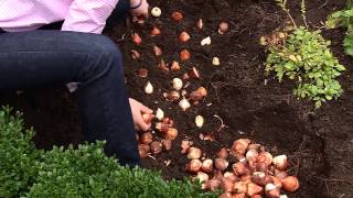 The Best Method for Planting Tulip Bulbs