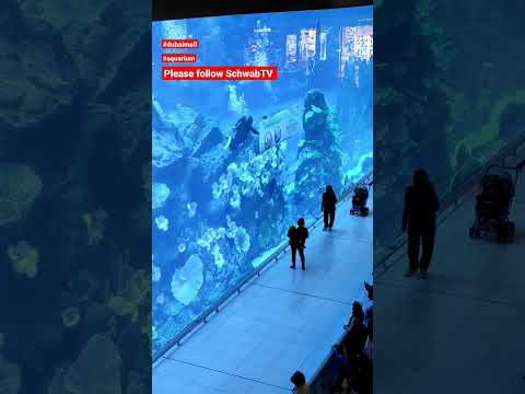 Dubai mall aquarium diving fish shark shopping center