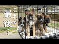 野犬の子犬4兄妹、一緒に過ごす“最後のおでかけ” #トライアル前日