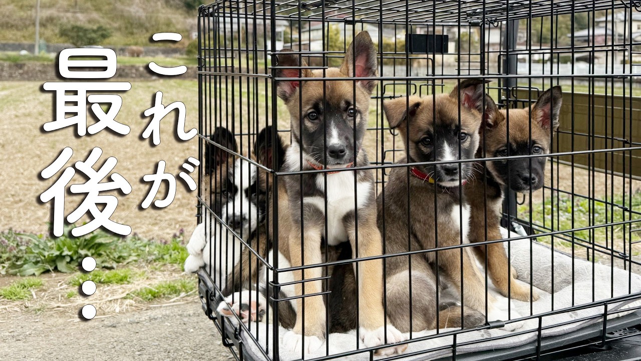 野犬の子犬4兄妹、一緒に過ごす“最後のおでかけ” #トライアル前日