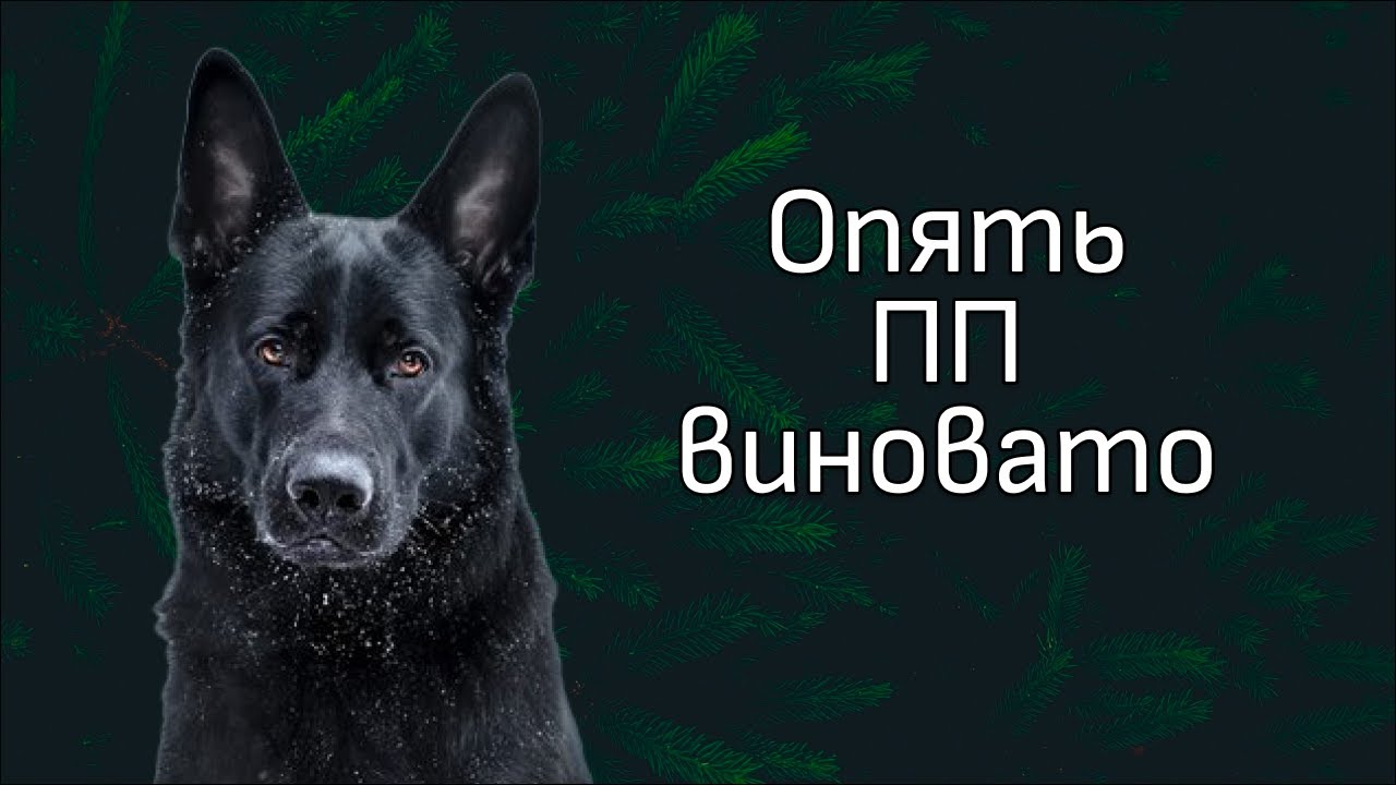 Обзор видео с канала ДогТренинг. Орущая немецкая овчарка - YouTube