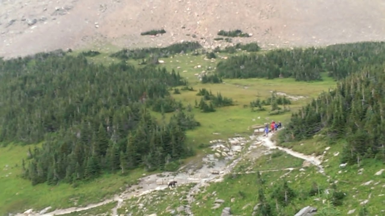 Grizzly Bear vs Hikers in Glacier National Park