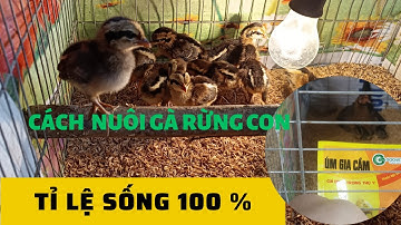 Cách nuôi gà rừng con sống 100%