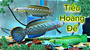 Cá Lóc Tiểu Hoàng Đế - Channa Stewartii