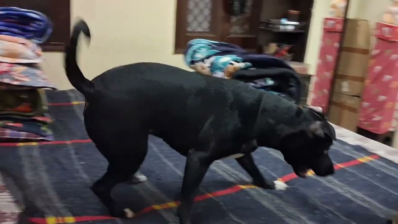 चेरी को देखो क्या कर रही है पापा के साथ🐕👀👌❤️ #video #dog #viral #punctual Cherry #YouTube 