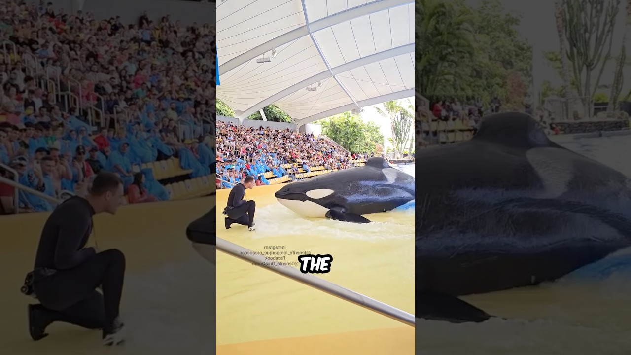 This Tamed Orca Is HILARIOUS!