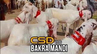 Csd bakra mandi vlog 🐐 | hum ny bakry le liye 🐐 | the beginnervlog | sheikh Abbas ali