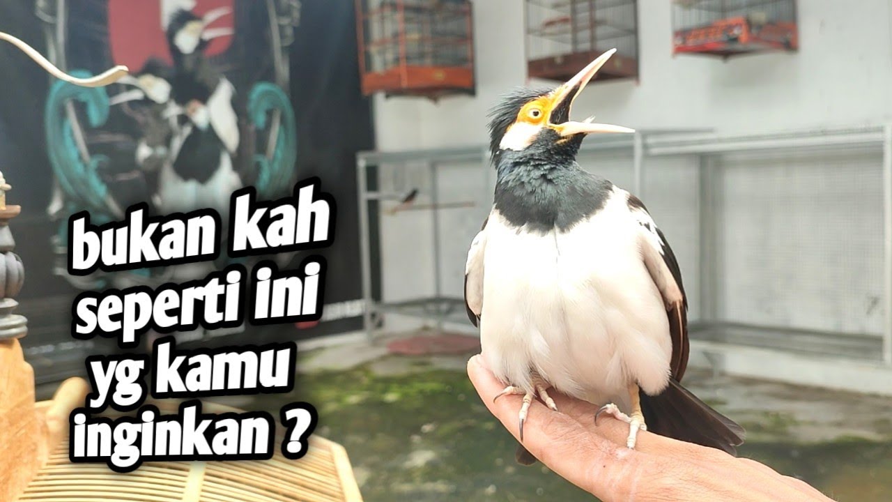 Nekat jalak suren ini di outdoor kan, buat tambah koleksi di aviari juga keren