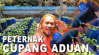 PETERNAK IKAN CUPANG ADUAN DI JATIASIH BEKASI