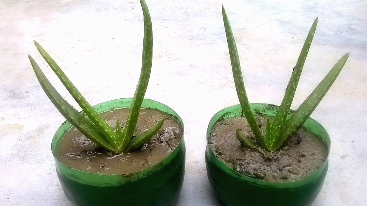 How To Grow Aloe Vera Grow Indoors Youtube