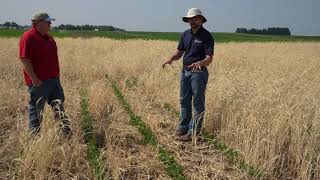 Plant Green: Weed Control