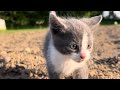 We found Baby Kittens!