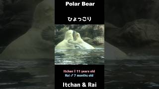 ひょっこり♪こぐまのライ君 #ホッキョクグマ #polarbear #shorts
