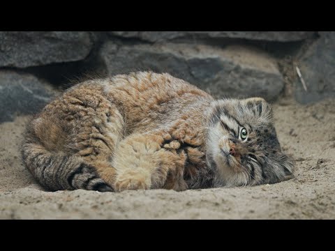 Zelenogorsk the Pallas's cat is chilling on his tail