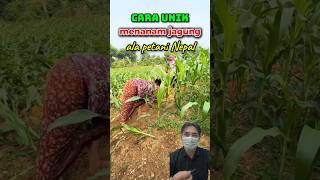 Menanam jagung ala petani Nepal