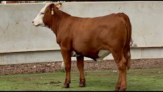 J&J Cattle Co: Open Replacement Heifer Online Auction