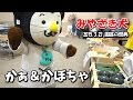 【みやざき犬】かぁくんと黒皮かぼちゃ