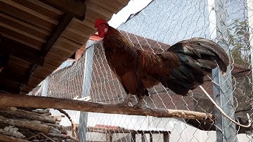 ไก่ต่อสายหมั่น/ noob qaib txaij dib tuaj zoo heev li