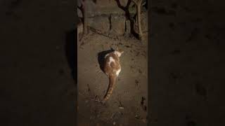 Güzel Bir Akşam Vakti