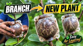 Guava Air Layering: One Branch → New Plant