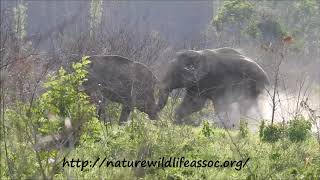 elephant mating ,not really romantic