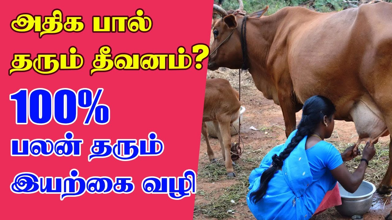 அடர் தீவனம் தயாரிக்கும் முறை | 5 லிட்டர் பால் கொடுக்கும் மாட்டுக்கு எவ்வளவு அடர் தீவனம்? 