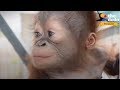 4 INCREDIBLE Orangutan Rescues That Will Change Your Life | The Dodo Showcase