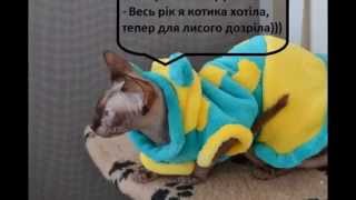 КОШКИ СФИНКСЫ ИЩУТ МУЖА КОШКИ СФИНКСЫ ИЩУТ МУЖА