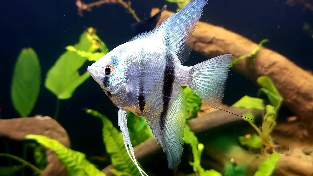 Planted Home Aquarium + Fish Feeding YouTube