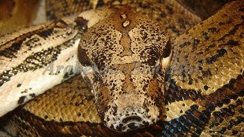 Snakes, Lizards and Animals : SnakeBytesTV
