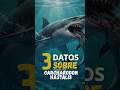 UN ANCESTRO LETAL🦈🔥 #tiburón  #prehistoria  #datoscuriosos  #hastalis