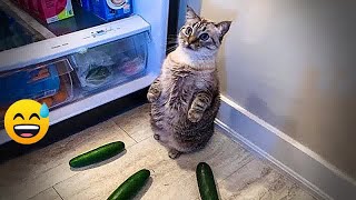 🐱🤣 Try Not To Laugh Dogs And Cats ❤️🤣 Best Funniest Animals Video 2024 #17