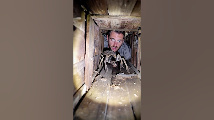 The Spider Was Right Under Me! #Arachnophobia #horror #nightmarefuel