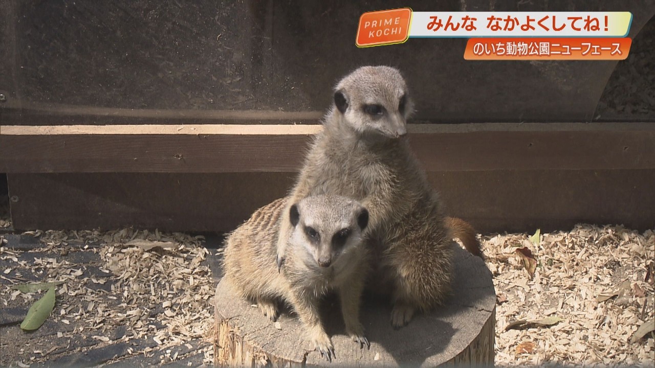 New animals arrive at Noichi Zoo in Konan City, Kochi Prefecture