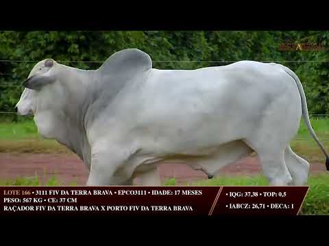 LOTE 166   EPCO 3111