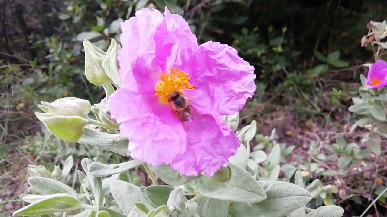 L'abeille butine la fleur de ciste.