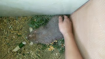 Trái Ngọt Khi Thuần Hoá & Thuần Dưỡng Dúi Rừng