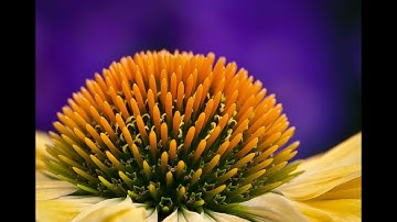 A Day of Interdependence