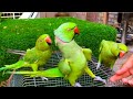 Indian Green Ringneck Talking Parrot Sounds | Indian Mithu Tote Ki Awaaz Bolne Wala Mithu