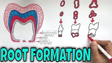 Development of Tooth - Part 3 : Root Formation of Tooth