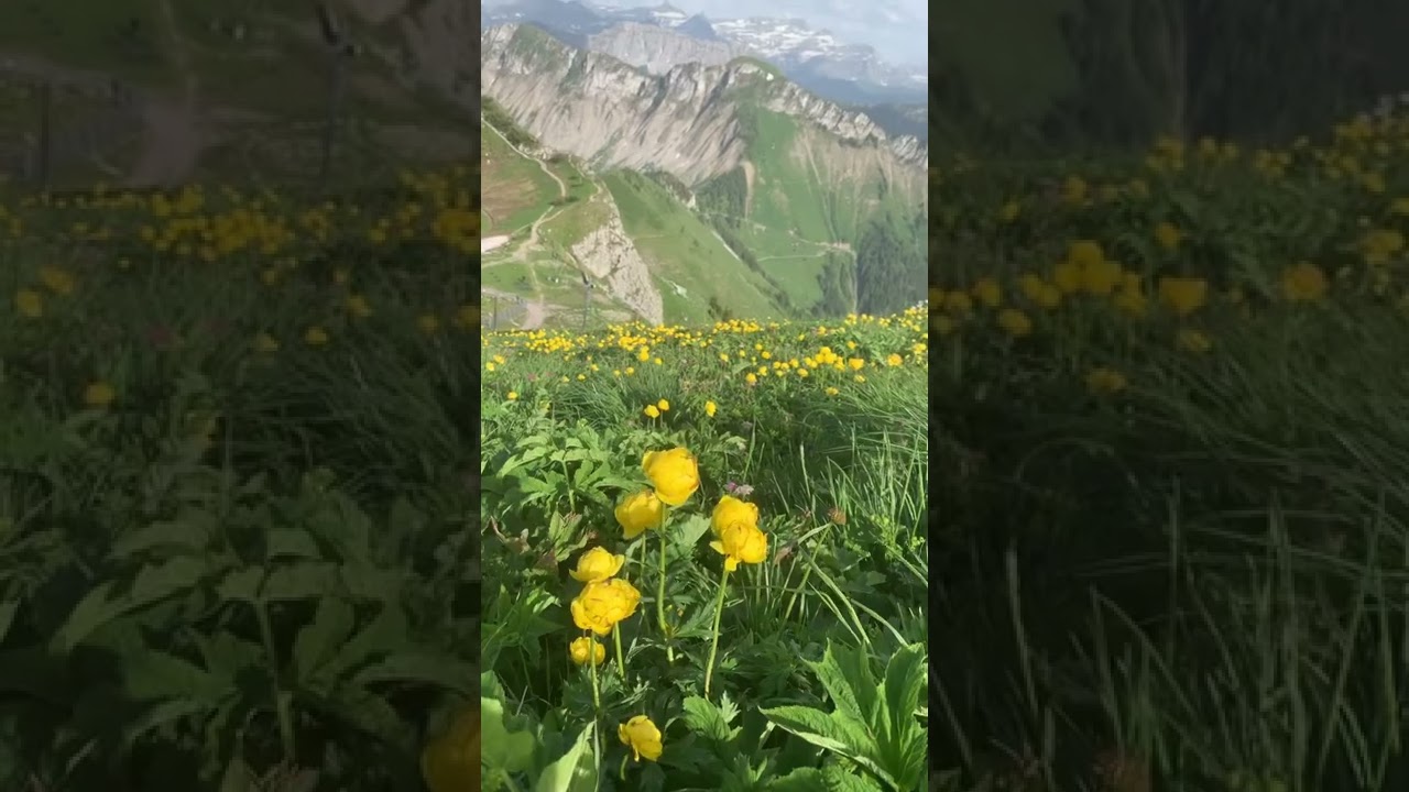 Alpine flowers, Swiss Alps 🇨🇭