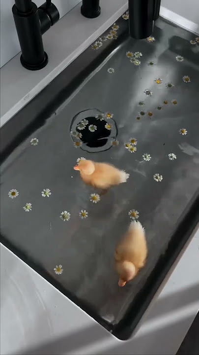 #смешные #животные #юмор #видео #приколы Телеграм  канал https://t.me/funny_paws_video