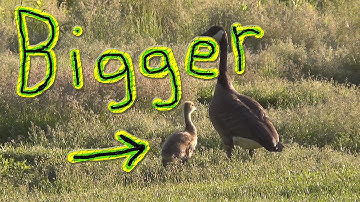 We’re Working On It… #61 Ducks For The Homeless