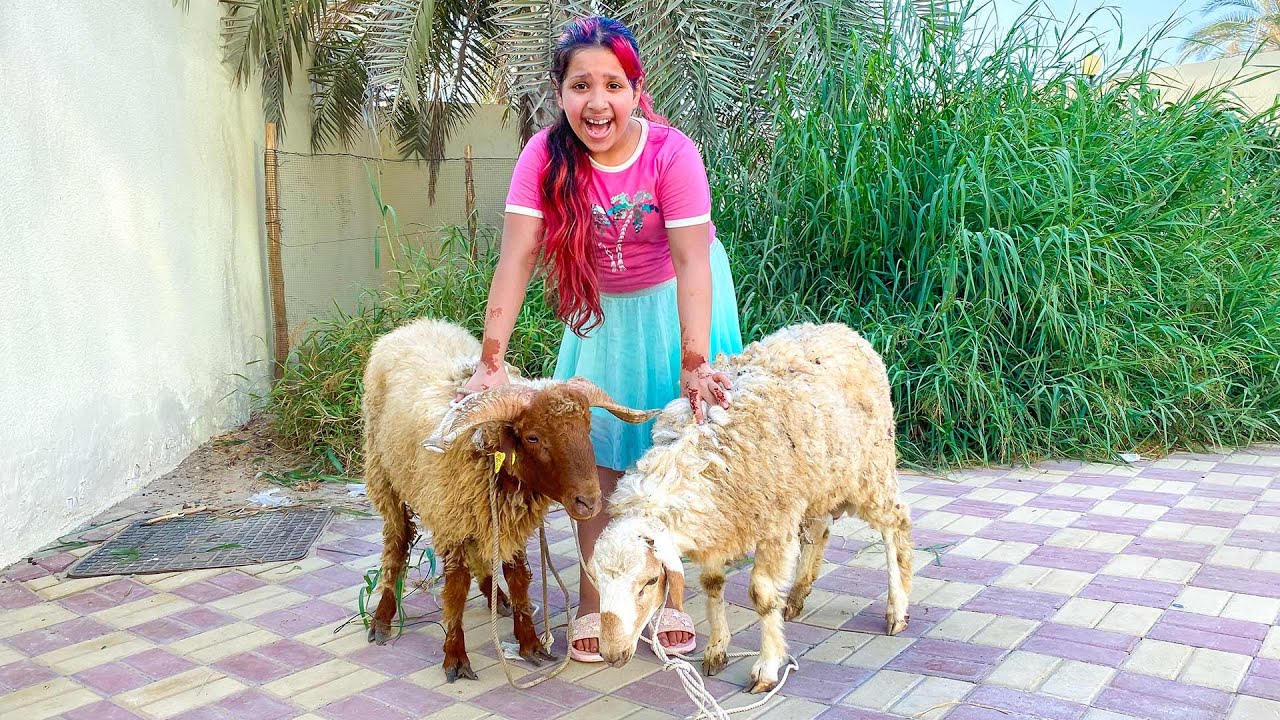 شفا خافت من الخرفان العيد!  هربوا الخرفان !