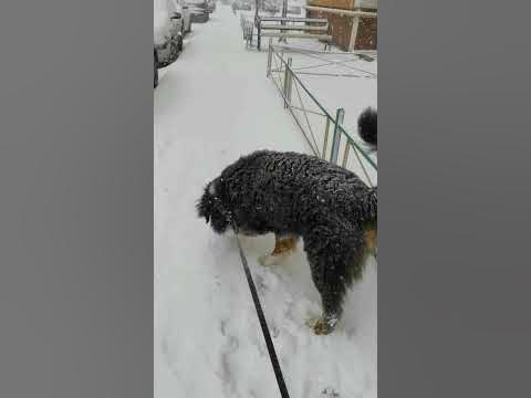 Снежный Принц. - YouTube