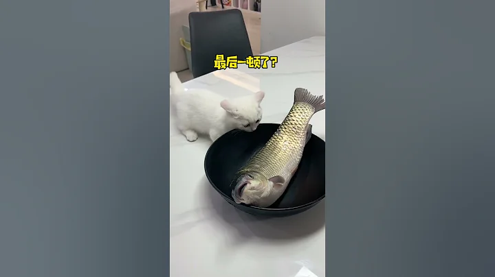 【布丁仔和泡芙妹的一天】我養貓vs我媽養貓 - 天天要聞