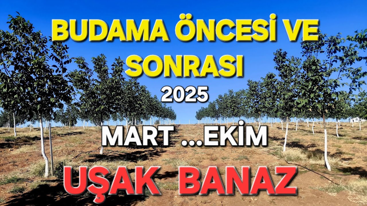 ANA DALLARIMIZI ALMAK İÇİN NASIL BUDAMA YAPMALIYIZ.UŞAK BANAZ